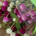 Gomphrena Seeds - Audray Mix - Vibrant Multicolor Globe-Shaped Flowers - Gomphrena globosa - 25 Pack