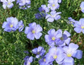 Blue Lewisii Flax Seeds - 100 Fresh Linum lewisii Blue Flower Seeds for Gardens, Borders & Meadows, Free US Shipping
