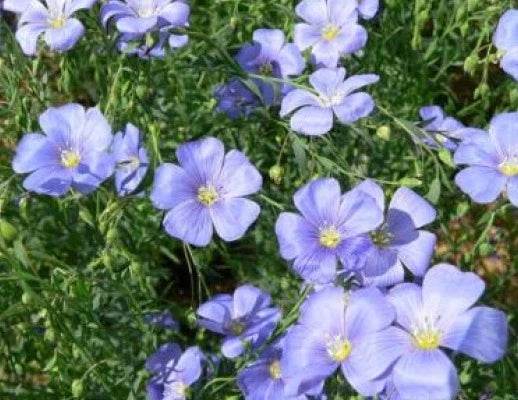 Blue Lewisii Flax Seeds - 100 Fresh Linum lewisii Blue Flower Seeds for Gardens, Borders & Meadows, Free US Shipping