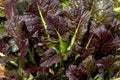 Giant Red Mustard Seeds 500+ Non-GMO Vegetable Garden Greens Brassica juncea var. rugosa Seed Packet