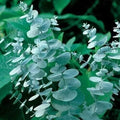 Silver Drop Eucalyptus Seeds, 25 Pack, Jocadew Eucalyptus cinerea, Silvery-Blue Foliage, Ornamental, Aromatic, Drought Tolerant