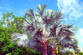 King Palm Seeds - 5 Seeds for Planting - Archontophoenix cunninghamiana - Tropical Indoor Outdoor Garden