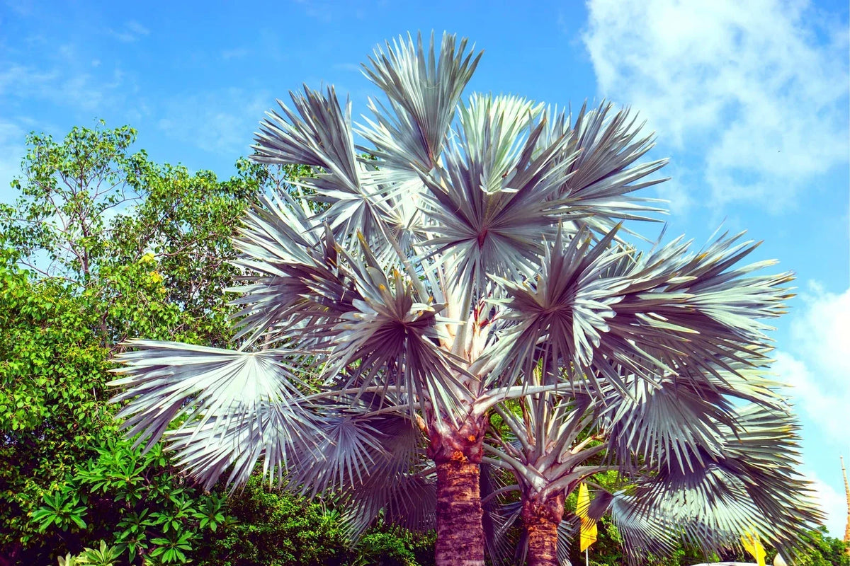 King Palm Seeds - 5 Seeds for Planting - Archontophoenix cunninghamiana - Tropical Indoor Outdoor Garden