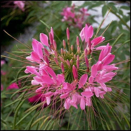 Pink Punch Spider Seeds - 100 Count - Clome Spinosa Perennial Pollinator Friendly Flower Seeds