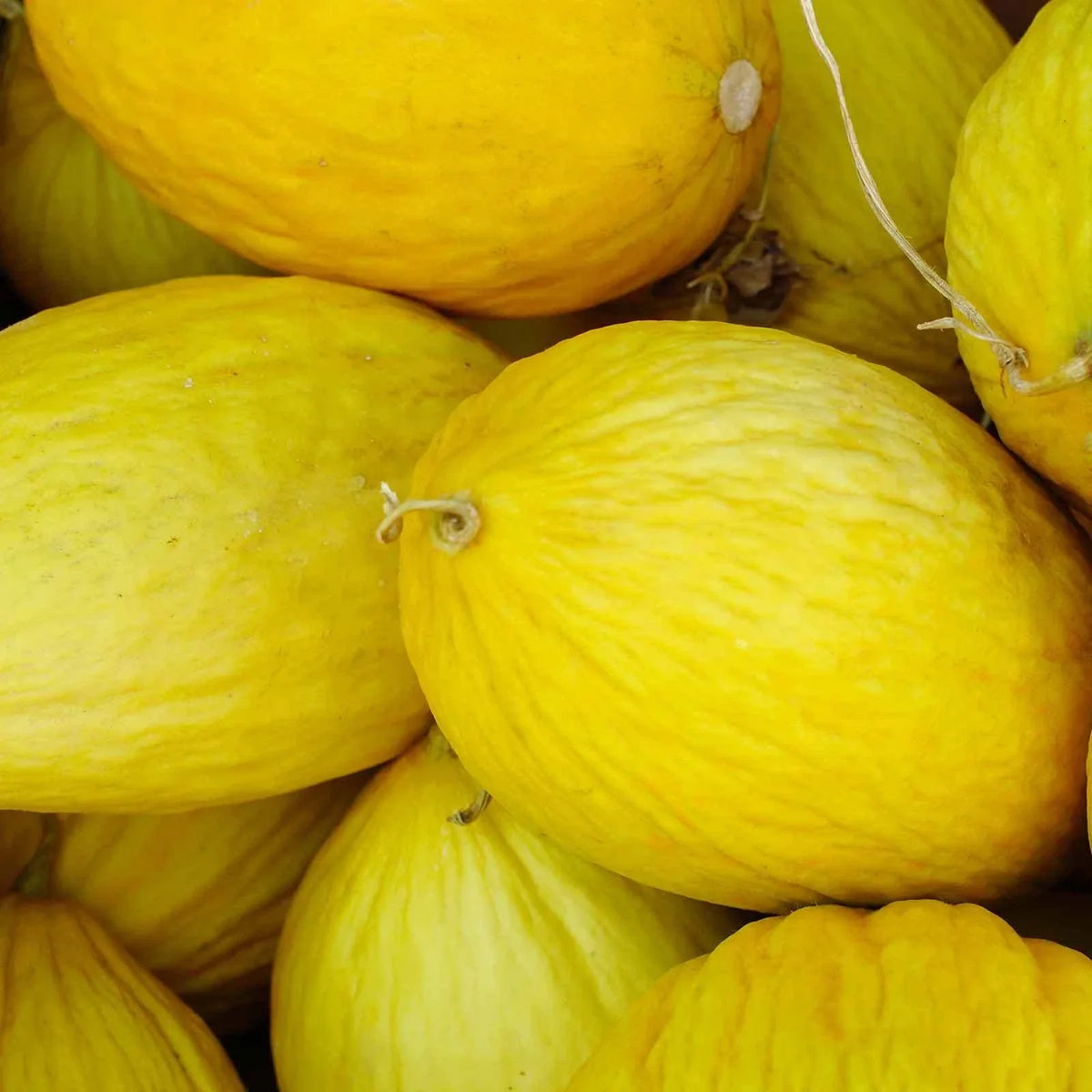 Crenshaw Melon Seeds - Heirloom Non-GMO, Vining Cucumis melo var. inodorus, Sweet Orange Flesh, Garden Seed Pack
