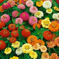 Thumbelina Zinnia Seeds - 100+ Pack, Compact Annual Flowers for Garden, Attracts Bees & Birds, Zinnia elegans