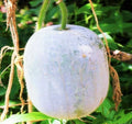 Giant White Skin Winter Melon Seeds – Dong Gua Ash Wax Gourd – Asian Vegetable Seeds for 2025 Planting, Benincasa hispida, Vining, Non-GMO