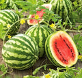 Crimson Sweet Watermelon Seeds - Heirloom Citrullus lanatus for Large 25 lb Fruit, Vining, Juicy, Sweet, 25 Seeds