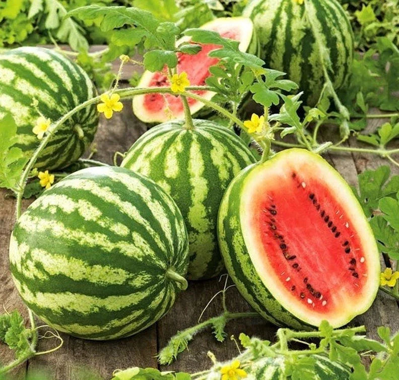 Crimson Sweet Watermelon Seeds - Heirloom Citrullus lanatus for Large 25 lb Fruit, Vining, Juicy, Sweet, 25 Seeds