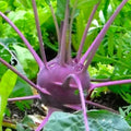 Purple Vienna Kohlrabi Seeds | Non-GMO Heirloom Organic Vegetable Seeds for Home Gardening
