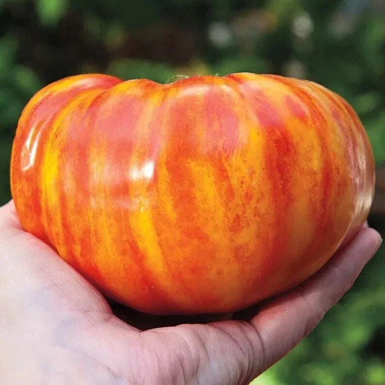 Big Rainbow Tomato Seeds - Heirloom Organic Non-GMO - 120+ Solanum lycopersicum Rare Colorful Tomato Seeds