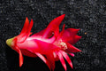 Christmas Cactus Starter Plant in 4-Inch Pot | Schlumbergera Truncata Holiday Blooming Indoor Houseplant