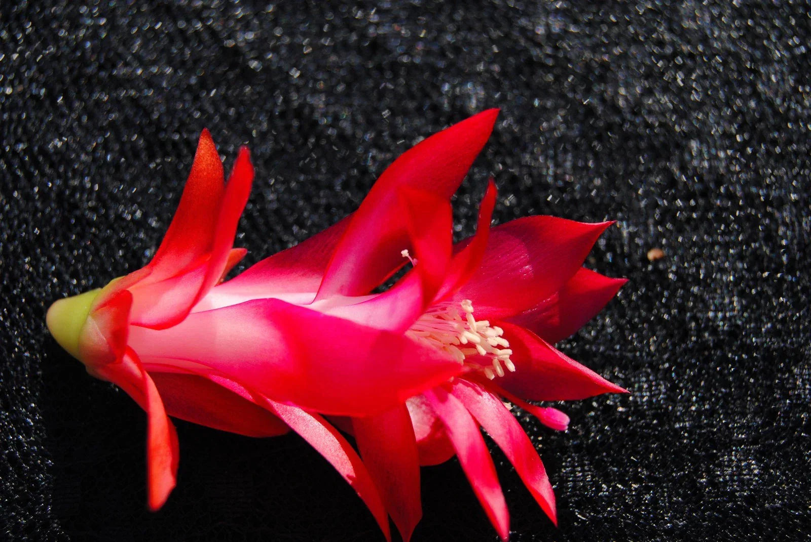 Christmas Cactus Starter Plant in 4-Inch Pot | Schlumbergera Truncata Holiday Blooming Indoor Houseplant