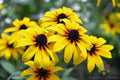 Black Eyed Susan Seeds - 200+ Rudbeckia hirta Garden Planting for Pollinators, Full Sun, Drought Tolerant