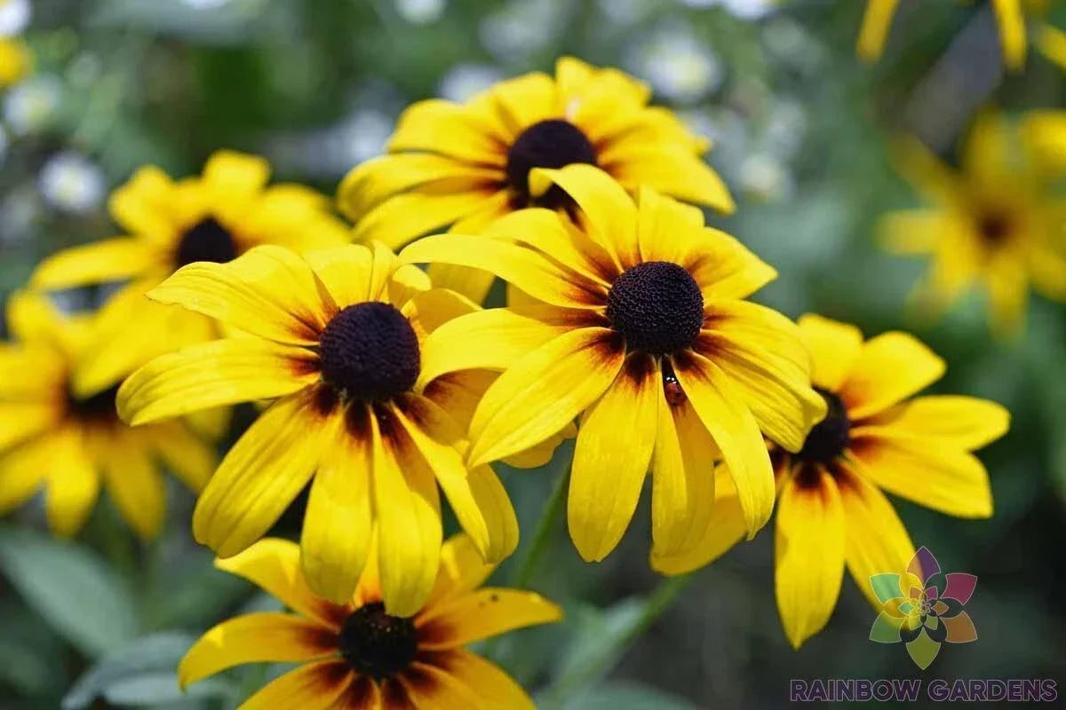 Black Eyed Susan Seeds - 200+ Rudbeckia hirta Garden Planting for Pollinators, Full Sun, Drought Tolerant