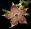 Edithcolea Grandis 3.5-Inch Potted Plant – Persian Carpet Flower – Unique Houseplant for Indoor & Outdoor Decor