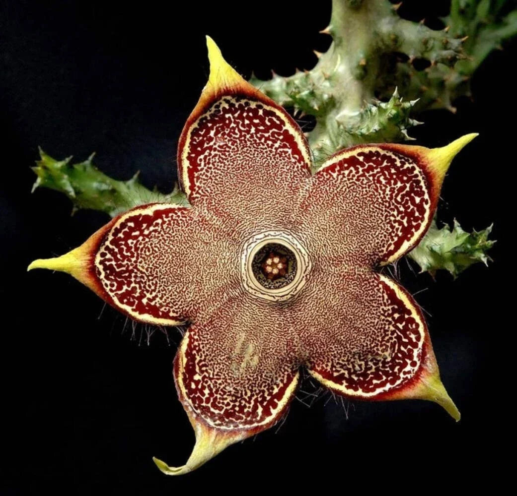 Edithcolea Grandis 3.5-Inch Potted Plant – Persian Carpet Flower – Unique Houseplant for Indoor & Outdoor Decor