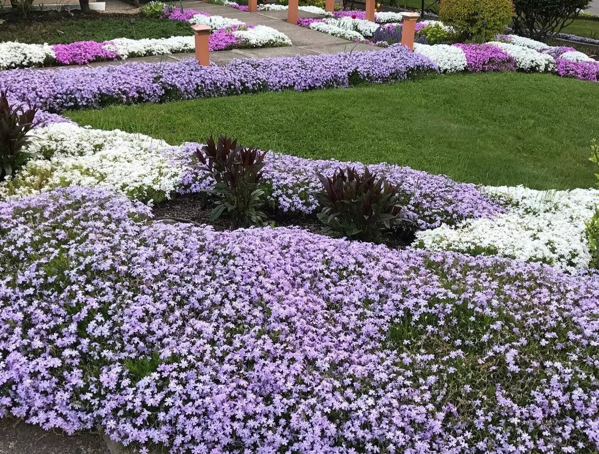 Creeping Phlox Plants Bundle of 8 | Lavender Ground Cover | Deer Proof Perennials | Phlox subulata