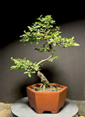 Bonsai Tree 13" Cork Bark Chinese Elm - Ulmus parvifolia in Quality Chinese Pot