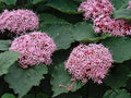 Pink Clerodendrum Cuttings with Roots - 3 Count | Clerodendrum thomsoniae Tropical Houseplant Propagation