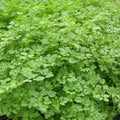 Chervil Seeds - 300 Count - French Parsley Herb Spice - Anthriscus cerefolium - Gourmet Culinary Herb Seeds