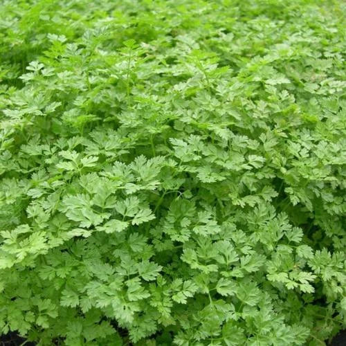 Chervil Seeds - 300 Count - French Parsley Herb Spice - Anthriscus cerefolium - Gourmet Culinary Herb Seeds