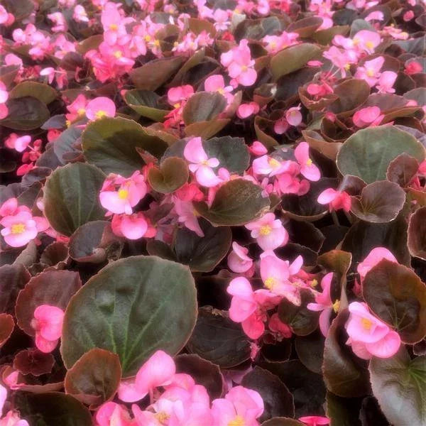 Begonia Seeds Set of 100 - Begonia Cocktail Gin PT - Compact Foliage, Partial Shade, Non-California Shipping, High Germination Rate
