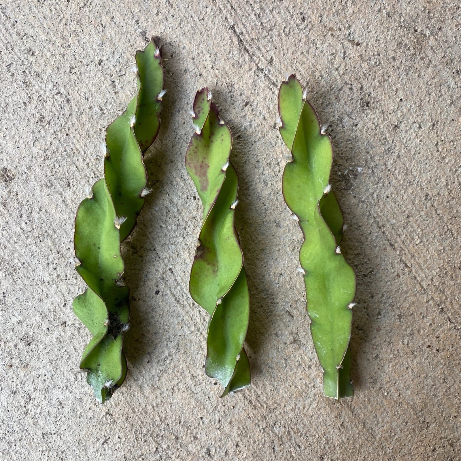 Hurricane Cactus Cuttings - 6 Inch Lepismium cruciforme f. spiralis Indoor Plant for Home Decor, Trailing Succulent