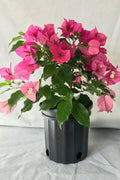 Bougainvillea Starter Plant - Rijnstar Pink Live Plug - Well Rooted Perennial Shrub for Garden, Patio & Containers