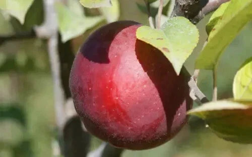 Macoun Apple Seeds - 25+ Malus domestica for Garden Planting, Juicy Red & Green Fruit, Easy to Grow, USA Grown