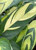 Ctenanthe lubbersiana Cuttings - 2 Fresh Indoor Tropical Houseplant with Variegated Leaves, Easy Care, Low Light