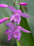Hardy Ground Orchid Live Starter Plant - Bletilla ‘Kate’ Perennial Orchid