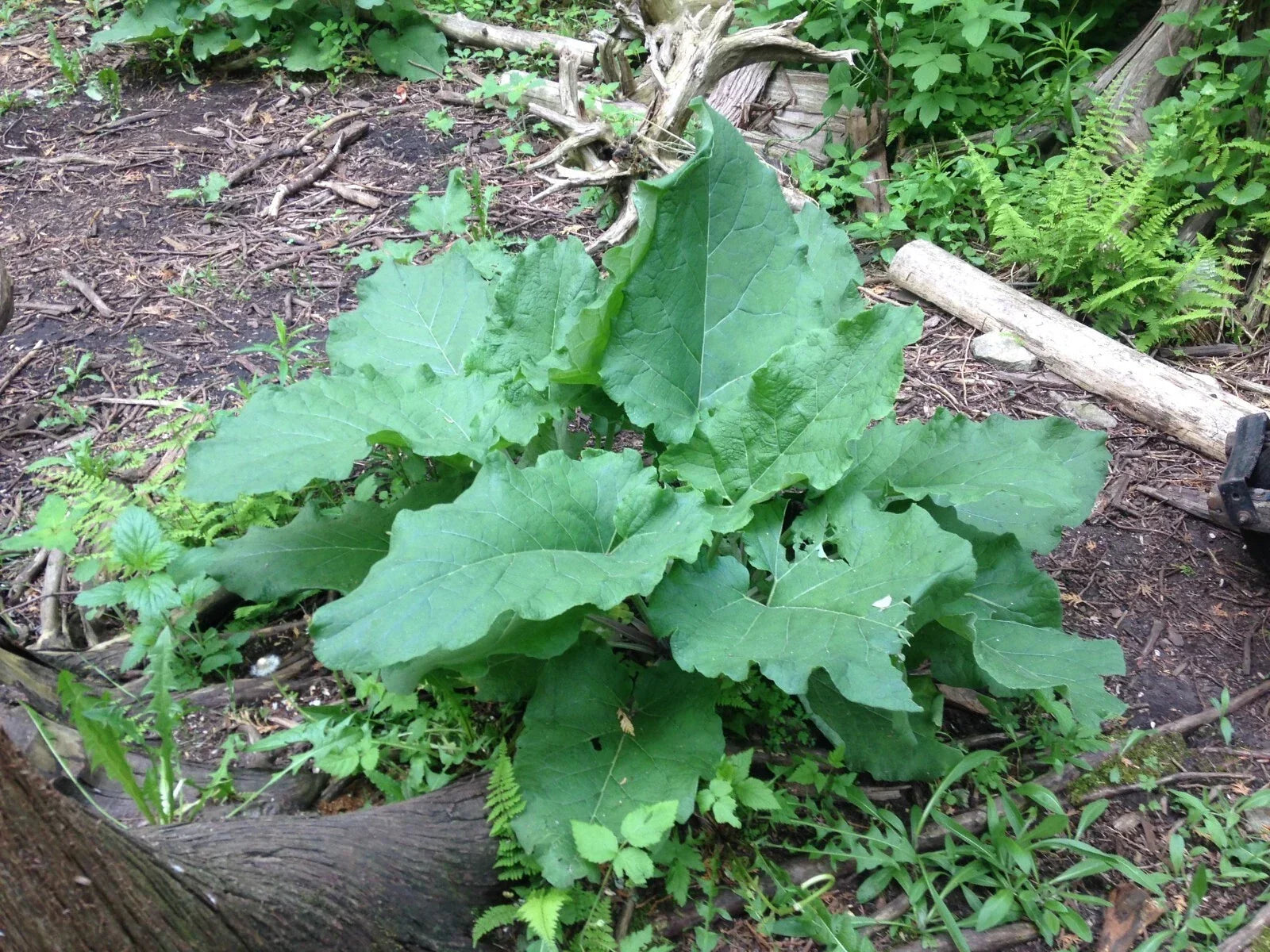 Organic Burdock Plants 5 Established Arctium lappa Medicinal Herb for Garden and Culinary Use
