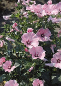 Rose Mallow Live Plant Bare Root Hibiscus moscheutos 12+ Inches Perennial for Zones 3-8