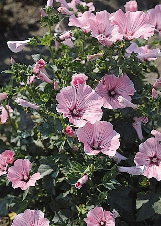Rose Mallow Live Plant Bare Root Hibiscus moscheutos 12+ Inches Perennial for Zones 3-8