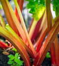 Victoria Rhubarb Seeds - Heirloom Non-GMO Vegetable Seeds for Gardening, Rheum rhabarbarum, Perennial Plant, 15 Seeds