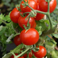 Cherry Tomato Seeds - Large Red Heirloom Non-GMO Solanum lycopersicum for Organic Gardening