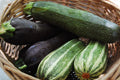 Zucchini Seeds Mixture - Vegetable Seeds for Planting - Cucurbita pepo - Non-GMO, High Germination, Full Sun, Home Garden