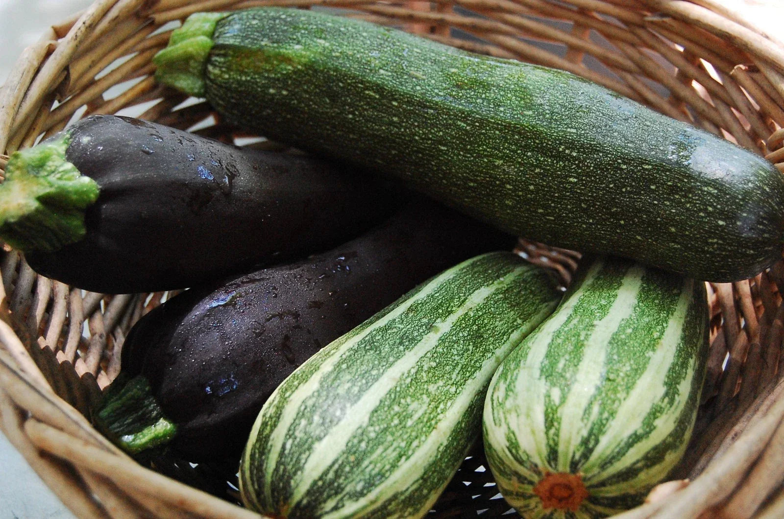 Zucchini Seeds Mixture - Vegetable Seeds for Planting - Cucurbita pepo - Non-GMO, High Germination, Full Sun, Home Garden