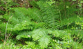 Cinnamon Fern Plants 30 Pack - 3.5" Pots - Osmundastrum cinnamomeum - Shade Garden Ferns - Lush Green Perennials