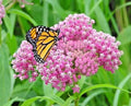 Swamp Rose Milkweed Seeds - 51+ Native Wildflower for Patio & Garden - Asclepias incarnata
