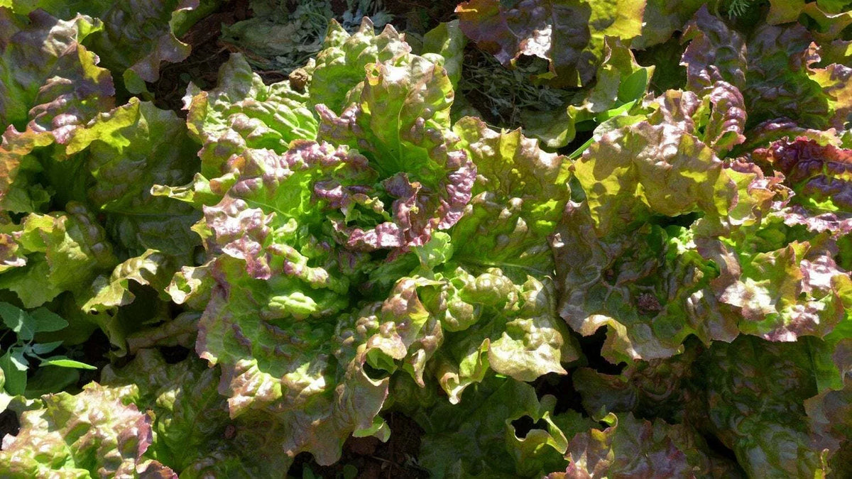 Prizehead Leaf Lettuce Seeds, Heirloom, NON-GMO, Organic, Lactuca sativa, Loose-Leaf, Edible Garden, Free Shipping