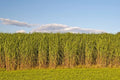 Switchgrass Seeds 2 Pounds, Panicum virgatum, Fast-Growing Prairie Grass for Landscaping and Erosion Control