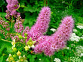 Western Spirea Seeds - 1000 Count, Spiraea douglasii, Pink Wildflower, Drought-Tolerant, Perennial Shrub, Native Plant