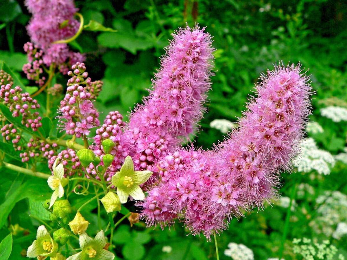 Western Spirea Seeds - 1000 Count, Spiraea douglasii, Pink Wildflower, Drought-Tolerant, Perennial Shrub, Native Plant