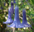 Blue Angel Trumpet Seeds - 10 Pack - Fragrant Tropical Flowers - Brugmansia suaveolens