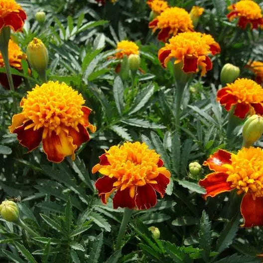 French Marigold Seeds - Orange Flame Double Dwarf - Non-GMO, 200 Seeds - Tagetes patula, Compact Annual for Gardens & Containers