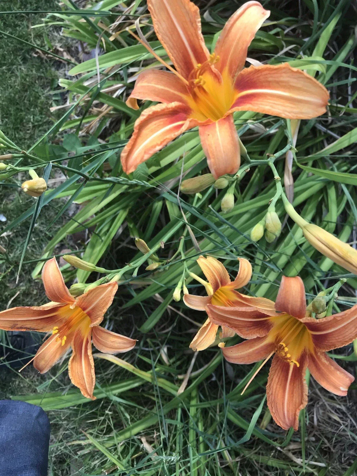Orange Daylily Plants - 5 Pack Hemerocallis fulva Perennial Flowering Plants for Gardens and Landscapes