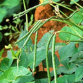 Texas Cream 40 Pea Seeds – Non-GMO Crowder Pea Vigna unguiculata, Bush Type, Full Sun, 100 Seeds