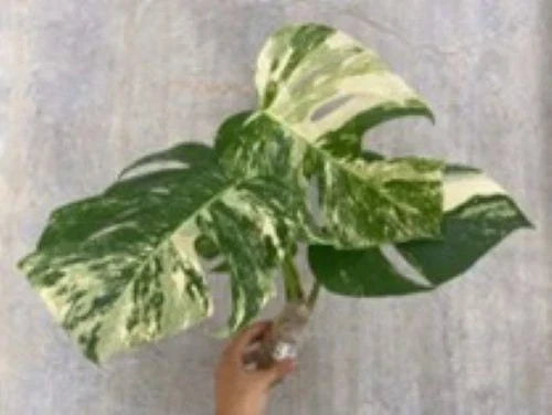 Live Plant Cutting - 2 Rooted White Variegated Monstera Deliciosa Borsigiana Albo - Indoor Houseplant, Rare Variegation, Easy Care